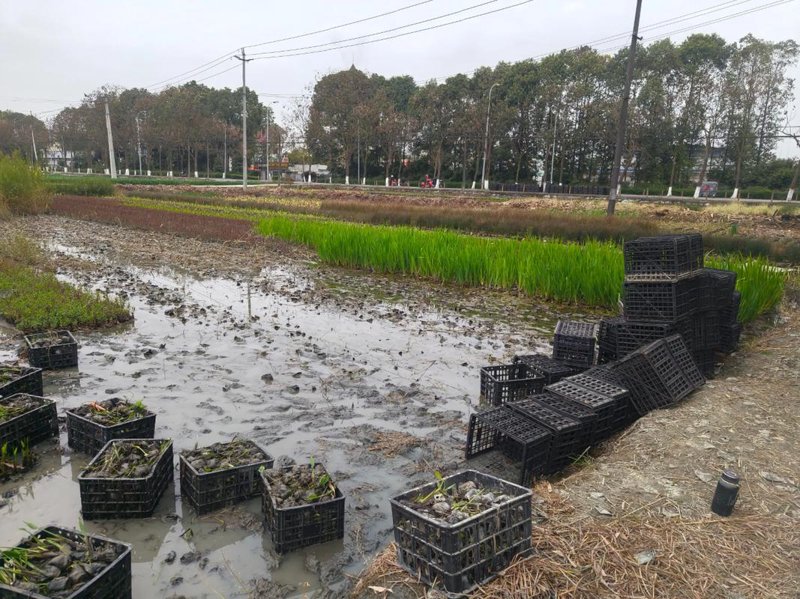 台山农产品选购指南：让味蕾体验地道风味